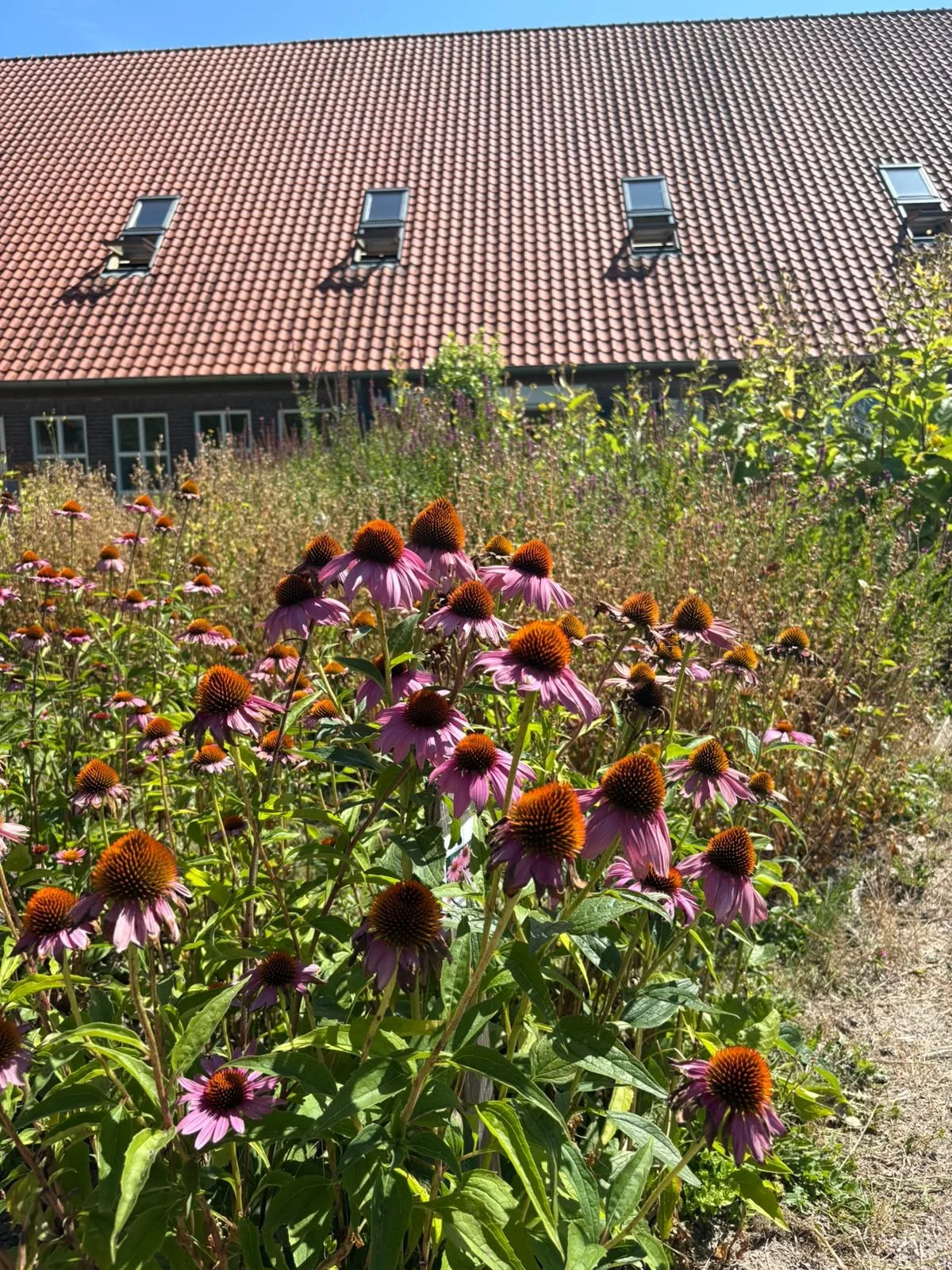 Afbeelding van bloemen in de pluktuin van locatie De Buitenplaats